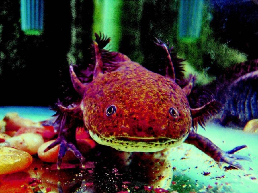 Axolotl Real Weird Animals