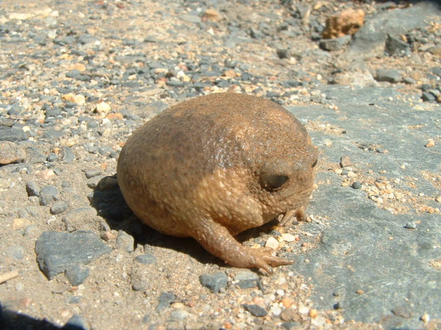 Cape Rain Frog