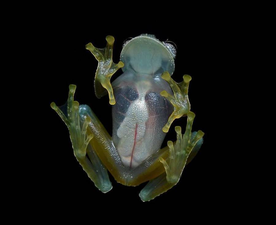 Glass Frog Weird Animals