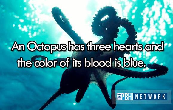 Octopus Hearts