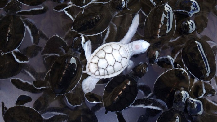 Albino Green Sea Turtle