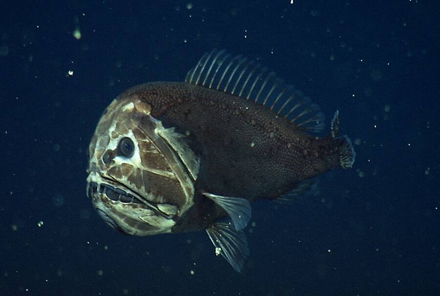Anoplogaster Cornuta In Ocean