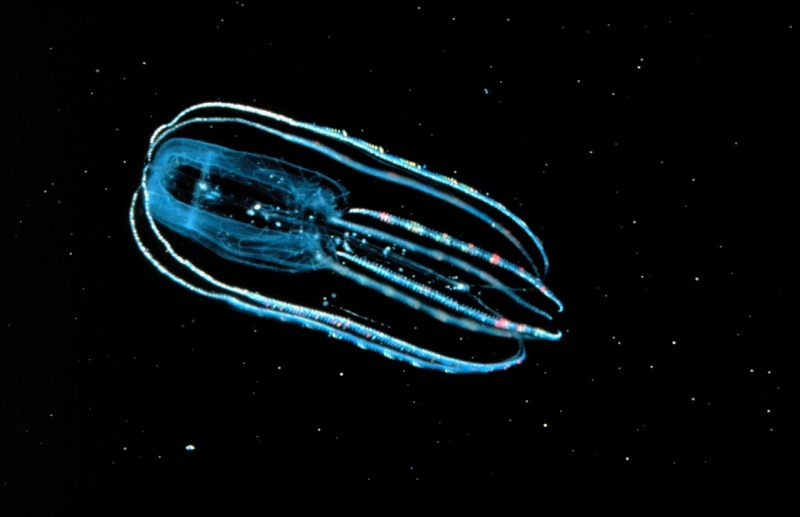 Bioluminescence Creature