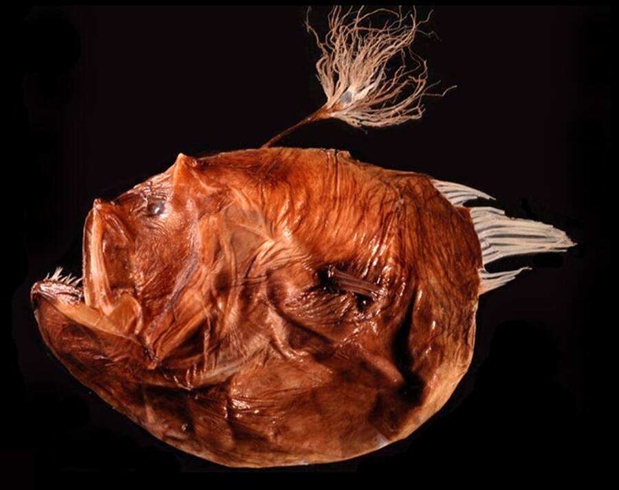 Bufoceratias Shaoi Anglerfish Specimen