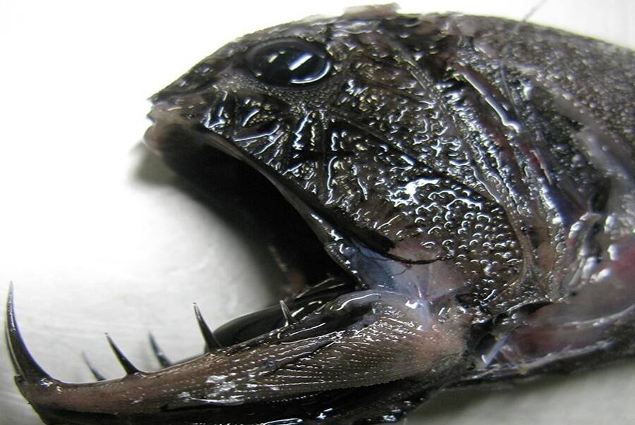 Dead Fangtooth Specimen