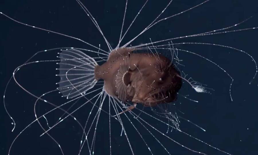 Deep Sea Anglerfish At Sea