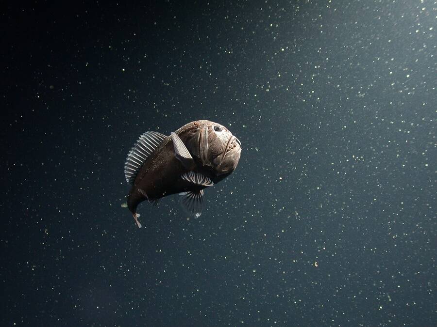Fangtooth Fish