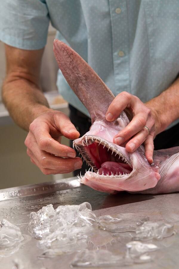 Mouth Of Goblin Shark