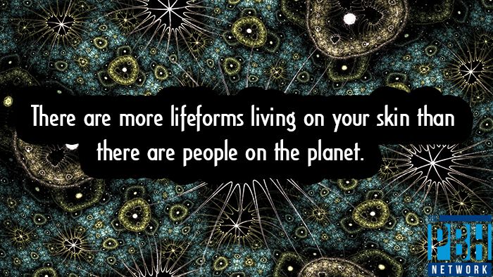 Lifeforms Living On Your Skin