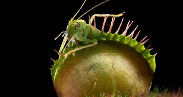 Plant Eating