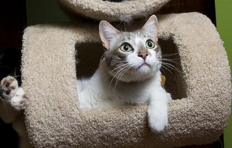 Weird Parasites Cat