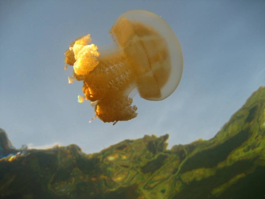 Graceful Golden Jellies