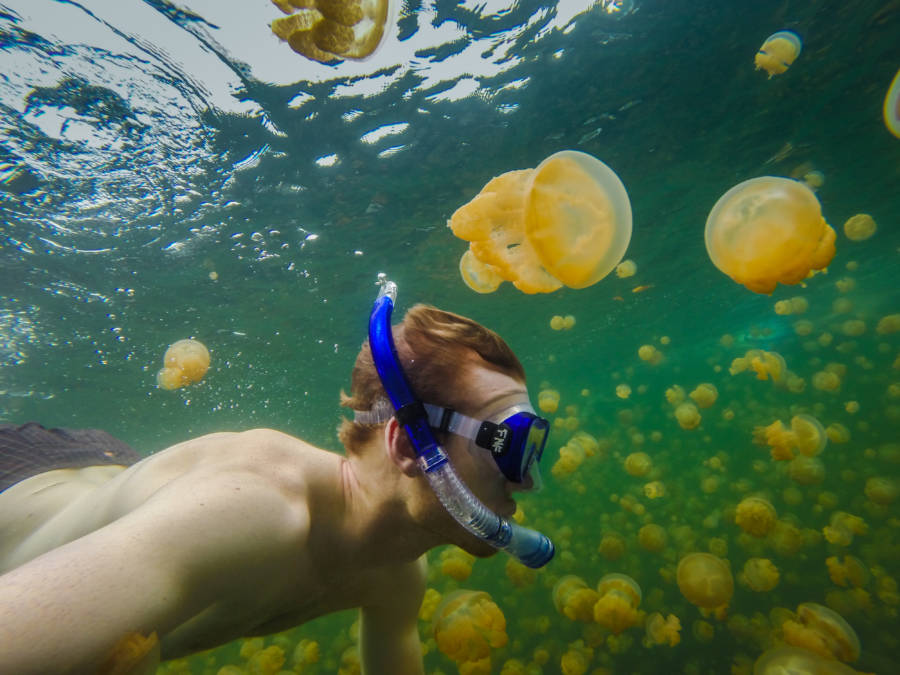 Jellyfish Lake Snorkeling