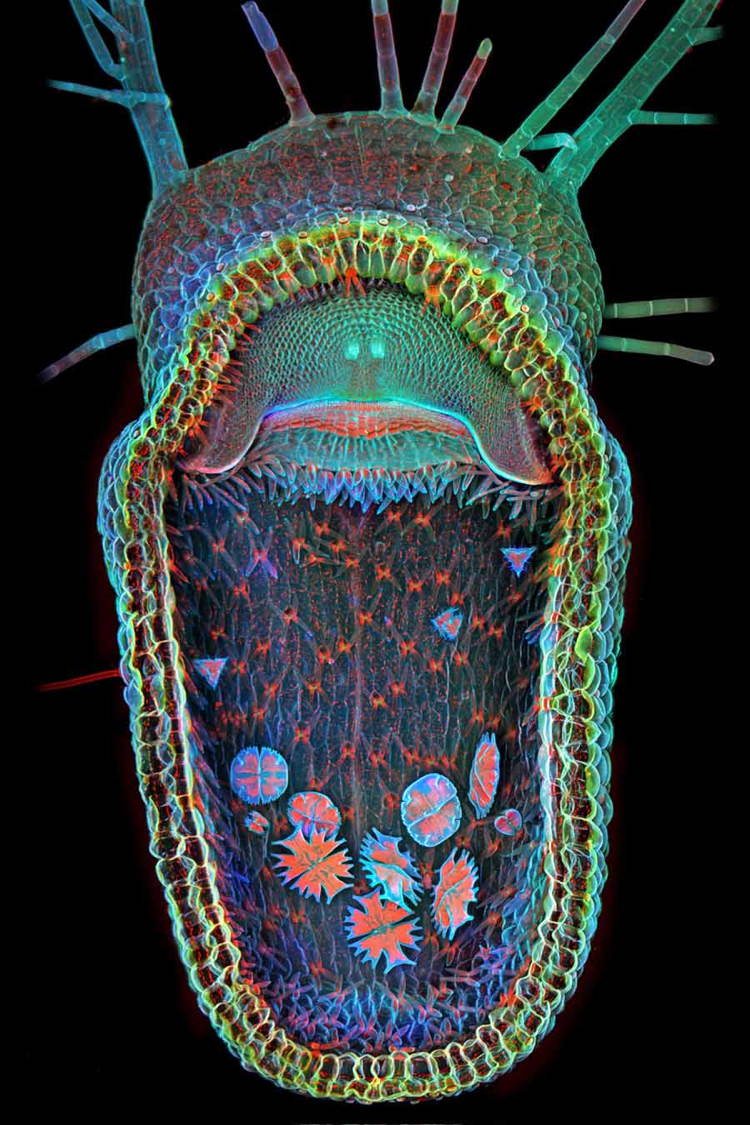 Microscopic Photography Aquatic Plant