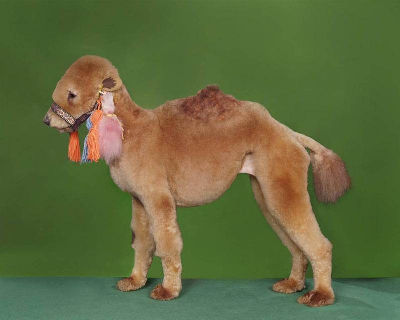 Bizarre Hobbies Camel Dog