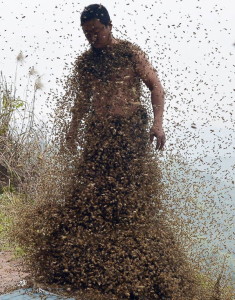 Bee Bearding Body