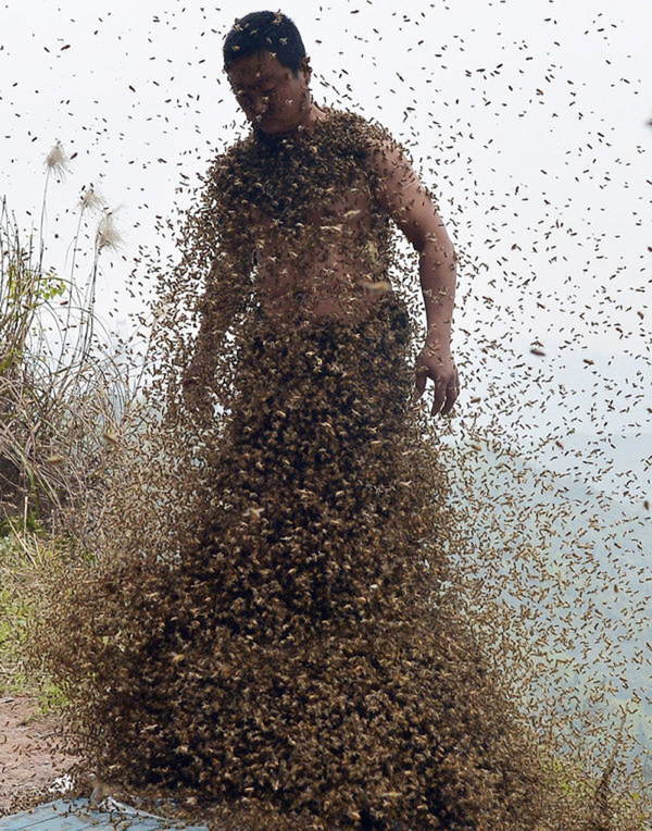 Bee Bearding Body