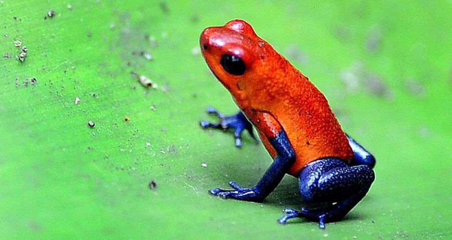 Rainforest Facts