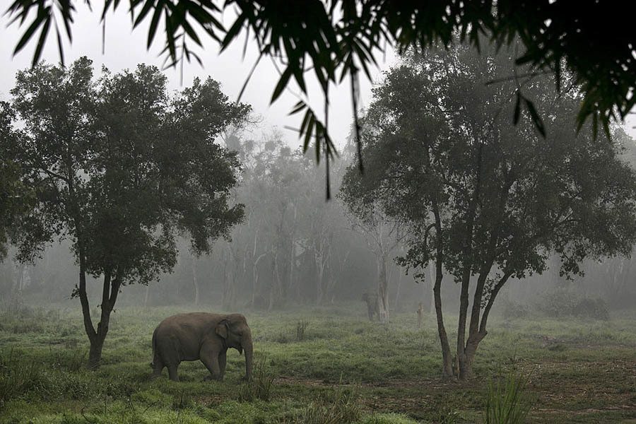 Rainforest Facts Dung Coffee