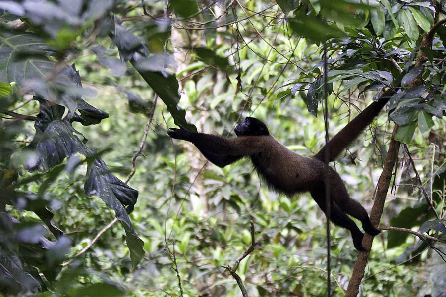 Monkey Stretch