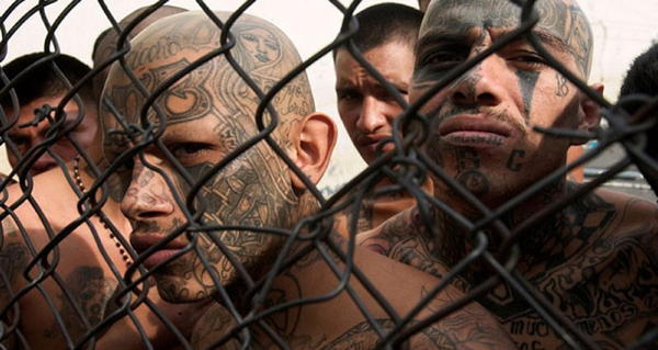 Ms13 Gangsters Tattoos Fence Og
