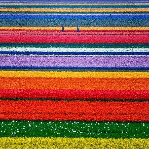 Aerial View of Spring Blooms
