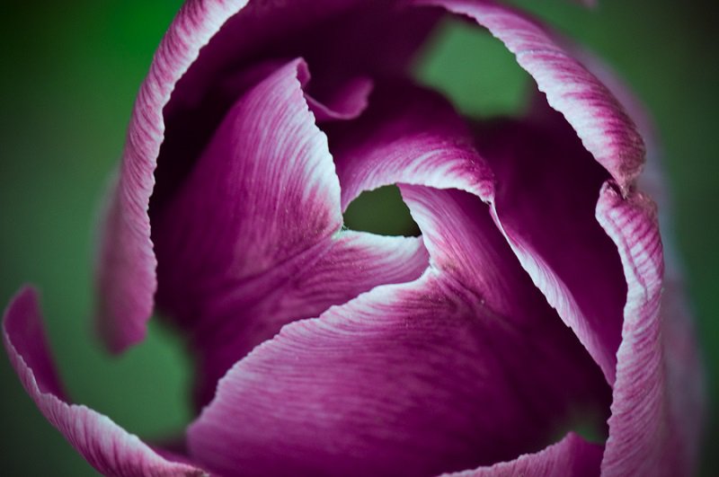 Spring Tulip Blooming