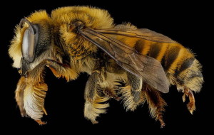 Macro Bee Photography Amber Fuzz