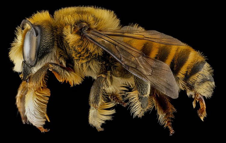 Macro Bee Photography Amber Fuzz