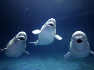 Smarter Than A Cetacean Beluga Whales