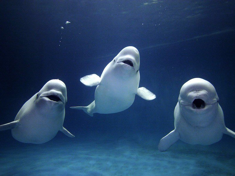Smarter Than A Cetacean Beluga Whales