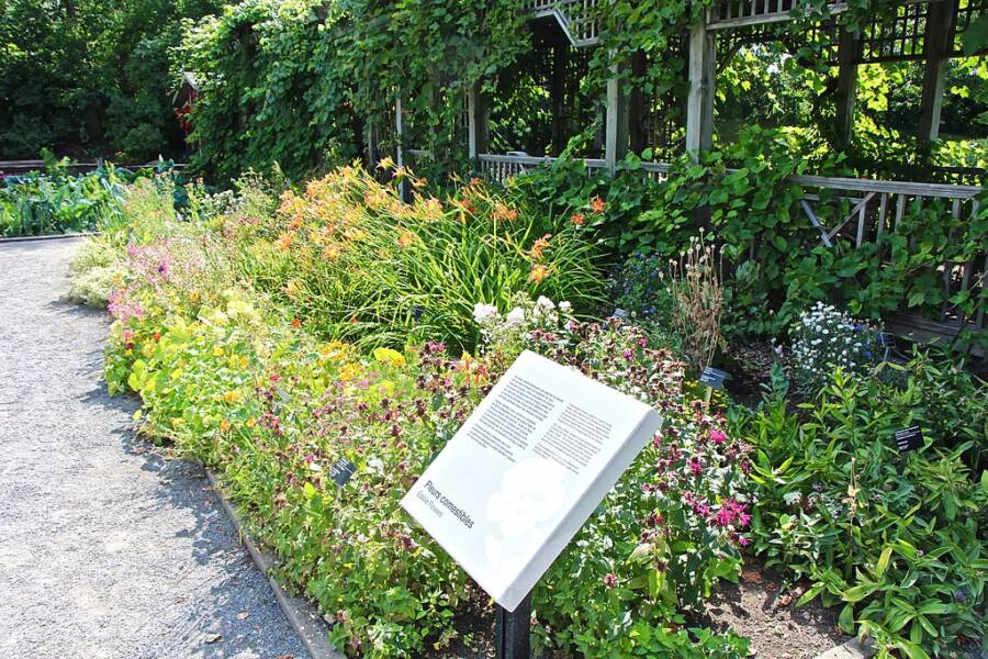 Useful Plants Garden