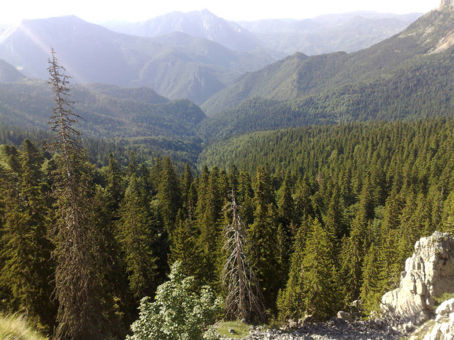 Bosnia Forest