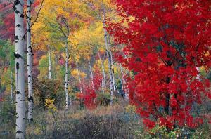 Boise in Autumn