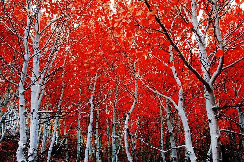 Red Leaves on Aspen Trees