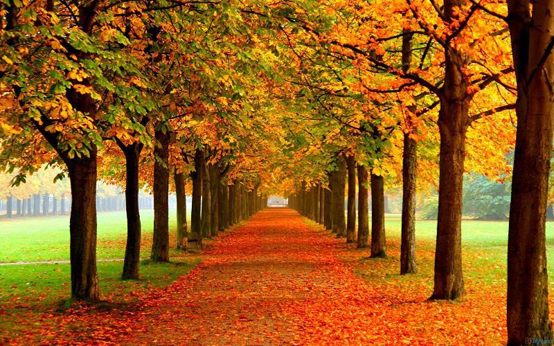 Autumn Tree Grove
