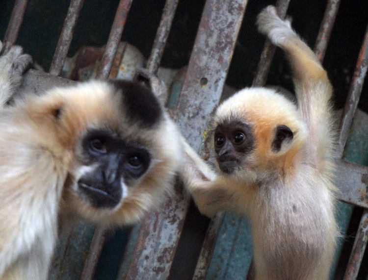 Gibbon Baby