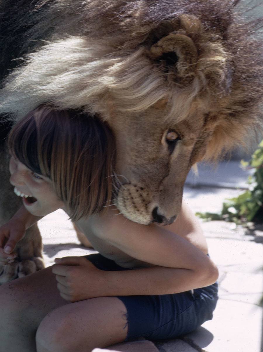 Lion Kid