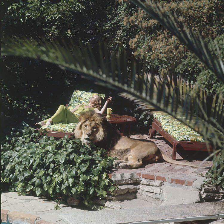 Tippi Hedren Sunbathes With Pet Lion
