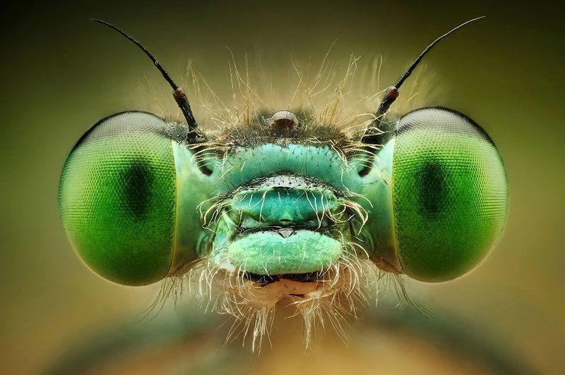 Bug Eyes Up Close