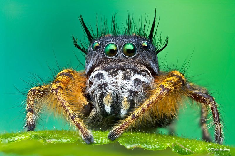 Spider Macro Photography