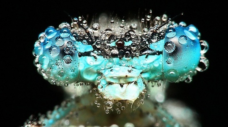 Incredible Examples of Macro Photography