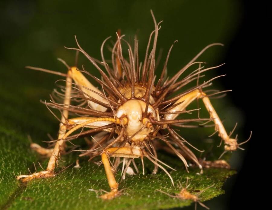 Grasshopper Infected With Fungus