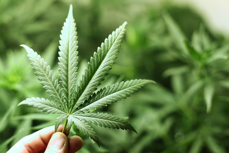 marijuana epilepsy