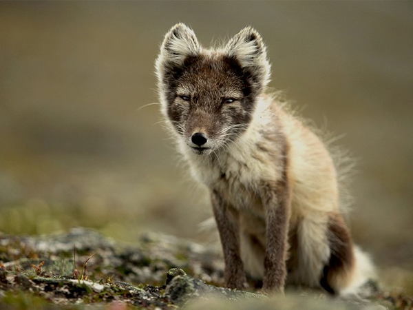 Arctic Fox