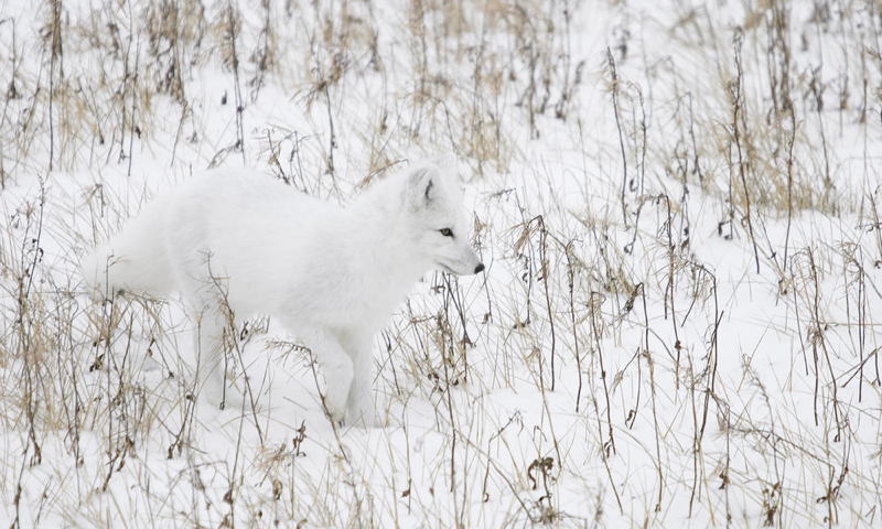 Arctic Fox Winter
