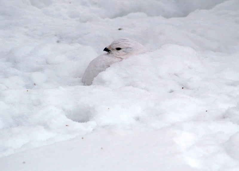 Animal Adaptations Ptarmigan