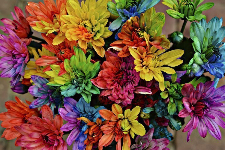 Flower Experiment