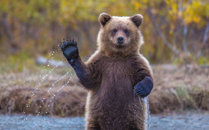 Adorable Bear Nature Photos