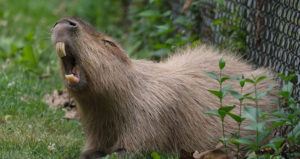 Capybara